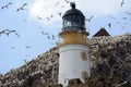 Northern gannet colony around the lighthouse, Bass Rock, Scotlan Royalty Free Stock Photo