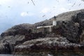 Northern gannet colony around the lighthouse, Bass Rock, Scotlan Royalty Free Stock Photo