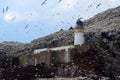 Northern gannet colony around the lighthouse, Bass Rock, Scotlan Royalty Free Stock Photo