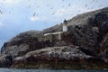 Northern gannet colony around the lighthouse, Bass Rock, Scotlan Royalty Free Stock Photo