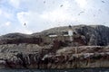 Northern gannet colony around the lighthouse, Bass Rock, Scotlan Royalty Free Stock Photo