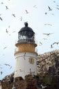 Northern gannet colony around the lighthouse, Bass Rock, Scotlan Royalty Free Stock Photo