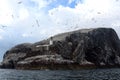 Northern gannet colony around the lighthouse, Bass Rock, Scotlan Royalty Free Stock Photo