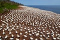 Northern gannet colony on Bonaventure Island Royalty Free Stock Photo