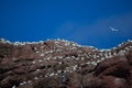 Northern gannet colony on Bonaventure Island Royalty Free Stock Photo