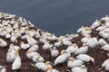 Northern gannet colony on Bonaventure Island Royalty Free Stock Photo