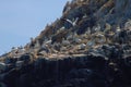 Group of northern gannets Morus bassanus in a colony on Grassholm island, UK