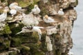 Northern gannet colony Royalty Free Stock Photo