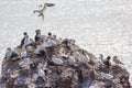 Northern Gannet colony - Morus bassanus Royalty Free Stock Photo