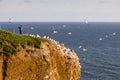 Northern Gannet colony at red cliff- Morus bassanus Royalty Free Stock Photo