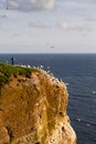 Northern Gannet colony at red cliff- Morus bassanus