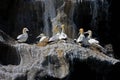 Northern gannet colony, Westmen Isles, Iceland Royalty Free Stock Photo