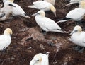 Northern gannet with dead young Royalty Free Stock Photo