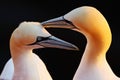 Northern Gannet, detail head portrait with evening sun and dark orange sea in the background, beautiful birds in love, pairs of an