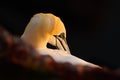 Northern gannet, detail head portrait of sea bird, sitting on the nest, with dark blue sea water in the background, Helgoland Royalty Free Stock Photo