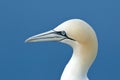 Northern gannet, detail head portrait of sea bird sitting on the nest, with dark blue sea water in the background, Helgoland, Royalty Free Stock Photo