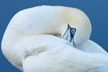 Northern gannet, detail head portrait of sea bird, sitting on the nest, with dark blue sea water in the background, Helgoland isla Royalty Free Stock Photo