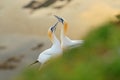 Northern gannet, detail head portrait of sea bird sitting on the nest, with dark blue sea water in the background, Helgoland islan Royalty Free Stock Photo