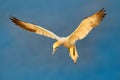 Northern gannet, detail head portrait of sea bird sitting on the nest, with dark blue sea water in the background, Helgoland islan Royalty Free Stock Photo