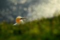 Northern gannet, detail head portrait of sea bird sitting on the nest, with dark blue sea water in the background, Helgoland islan Royalty Free Stock Photo