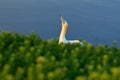 Northern gannet, detail head portrait of sea bird sitting on the nest, with dark blue sea water in the background, Helgoland islan Royalty Free Stock Photo