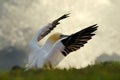 Northern gannet, detail head portrait of sea bird sitting on the nest, with dark blue sea water in the background, Helgoland Royalty Free Stock Photo