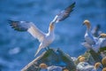 Northern gannet digital oil painting Royalty Free Stock Photo