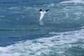 Northern gannet diving into agitated waters of the Delaware Rive Royalty Free Stock Photo