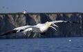 Northern gannet diving for fish in the North Sea Royalty Free Stock Photo