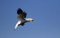 Northern gannet diving for fish in the North Sea Royalty Free Stock Photo