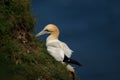 A Northern Gannet on the edge of a cliff