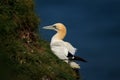 A Northern Gannet on the edge of a cliff