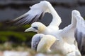 Northern Gannet ready for take off - Morus bassanus