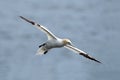 Northern Gannet In Flight Royalty Free Stock Photo