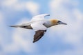 Northern gannet in flight against blue sky Royalty Free Stock Photo