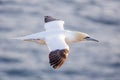 Northern gannet in flight Royalty Free Stock Photo