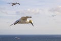 Northern Gannet in flight - Morus bassanus Royalty Free Stock Photo