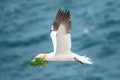 A northern gannet in flight with nesting material in its beak Royalty Free Stock Photo