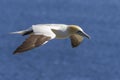 Northern Gannet in flight, Newfoundland Royalty Free Stock Photo