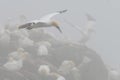 Northern Gannet in flight Royalty Free Stock Photo