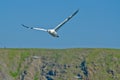 Northern gannet Royalty Free Stock Photo