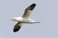 Northern gannet Royalty Free Stock Photo