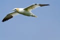 Northern gannet Royalty Free Stock Photo