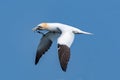 Northern gannet in flight under the sky Royalty Free Stock Photo