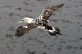 Northern Gannet flying