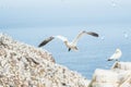 A Northern gannet flying above a gannet colony