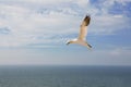 Northern gannet flaing Royalty Free Stock Photo