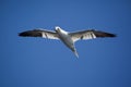 Northern Gannet Flying