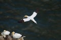 Northern Gannet flying by nesting Gannets on Scale Nab part of Bempton Cliffs, Flamborough Head, East Yorkshire, UK