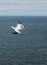 Northern gannet flying over the air currents in Mykines Royalty Free Stock Photo